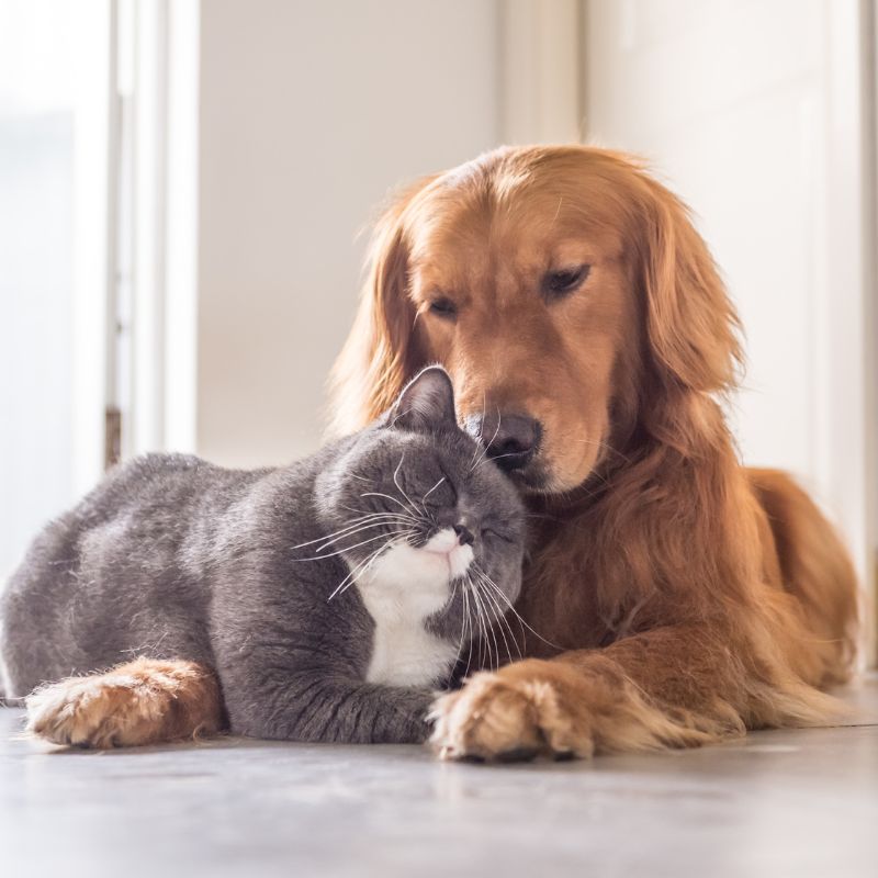A Cat and Dog Lying on Floor