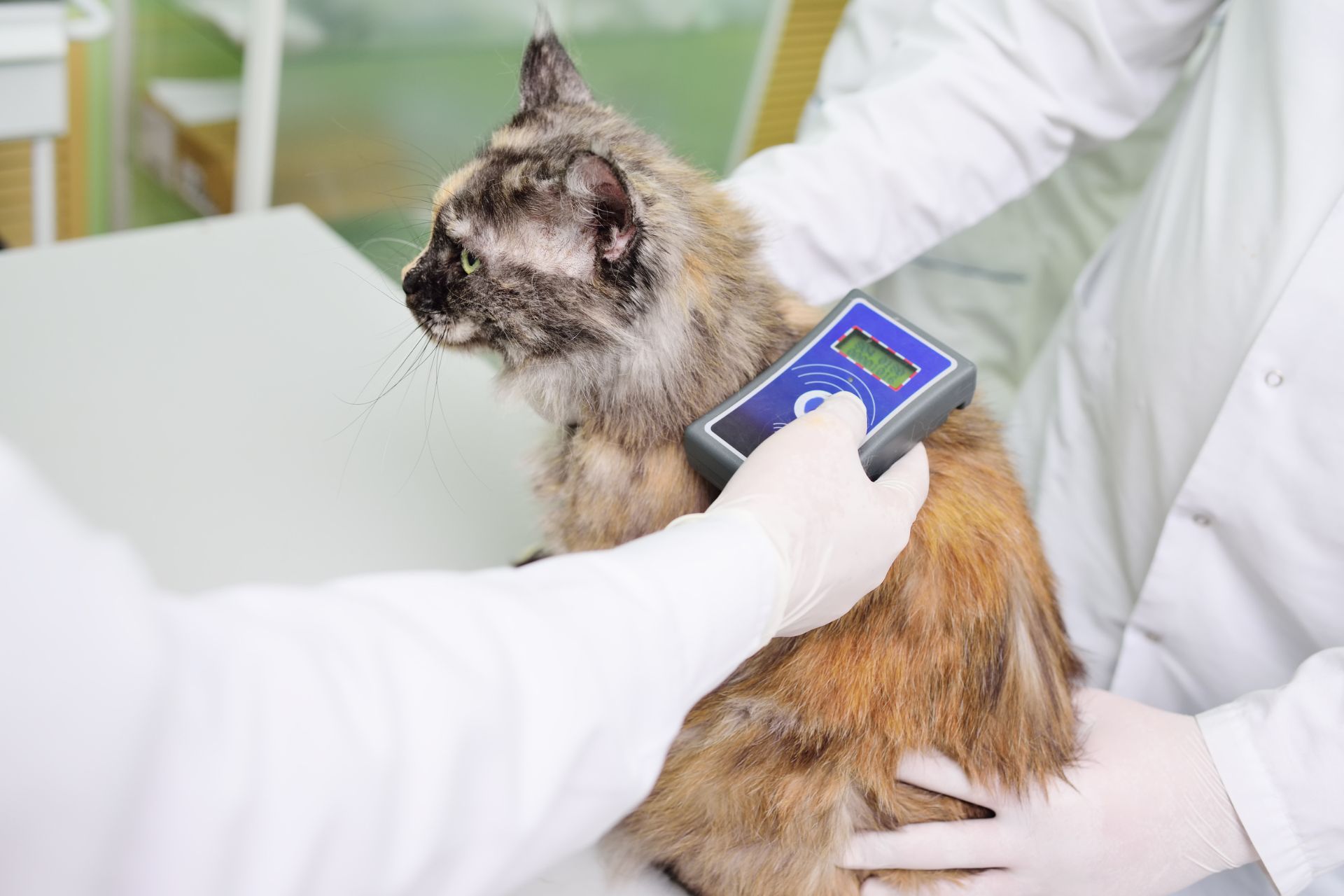 veterinarian scans imcrochip on a cat