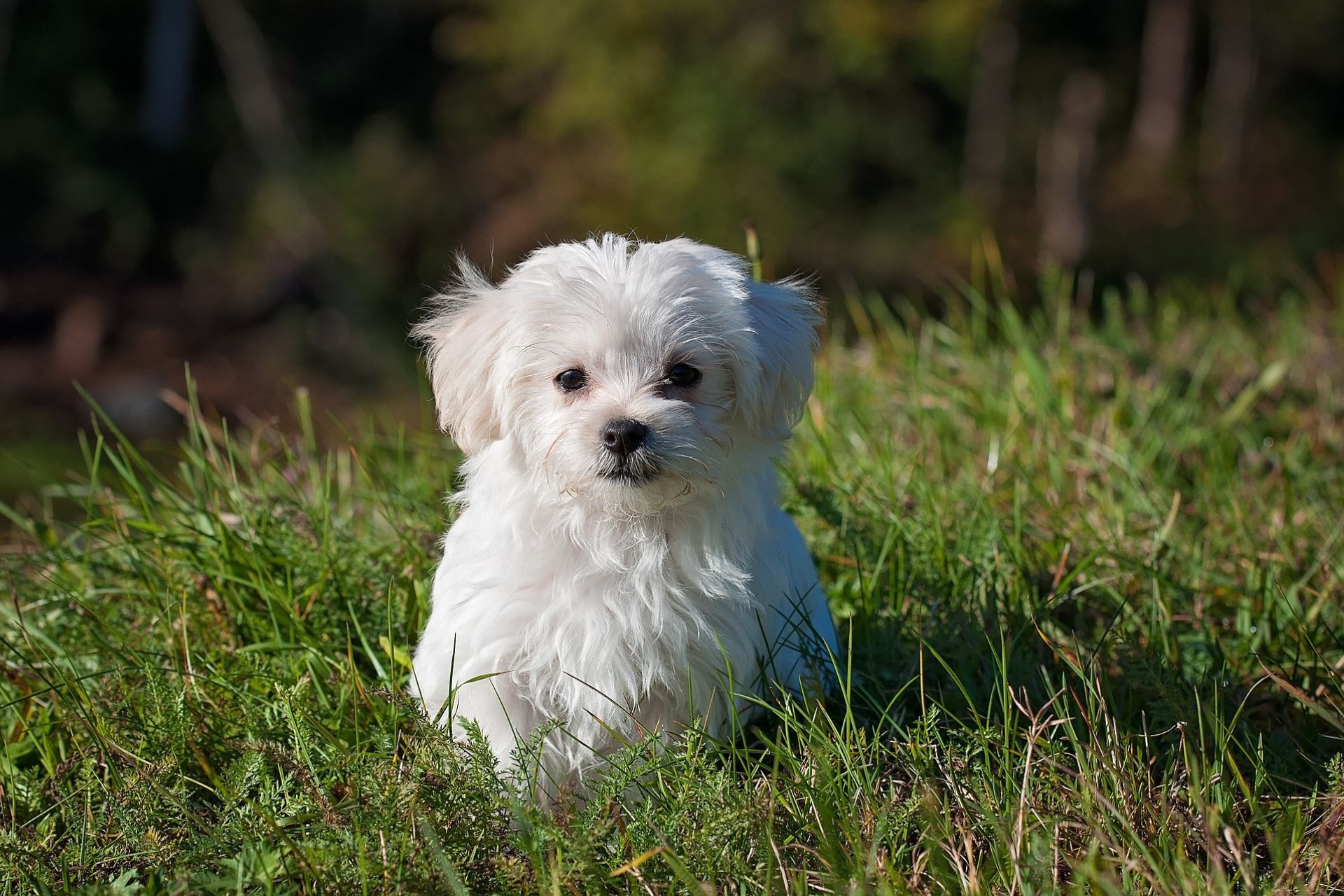 white cute puppy sitting in green grass land 