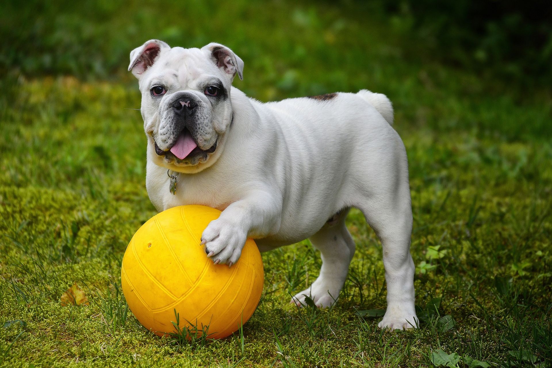 dog playing with football