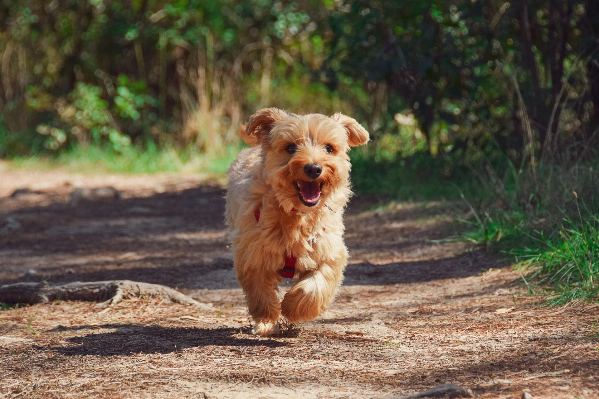 dog running outdoor