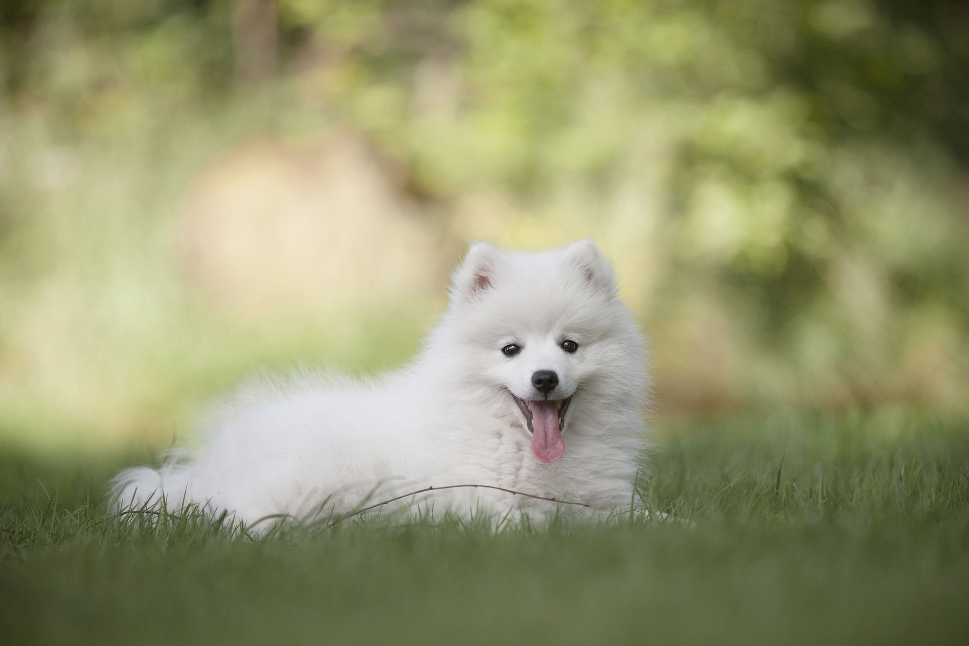 white dog sitting in the green grass field outdoor