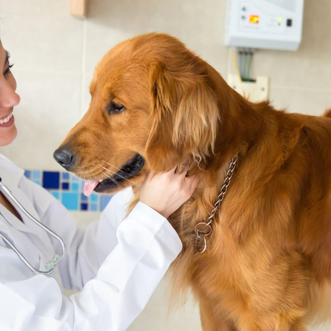 A vet with brown furry happy dog