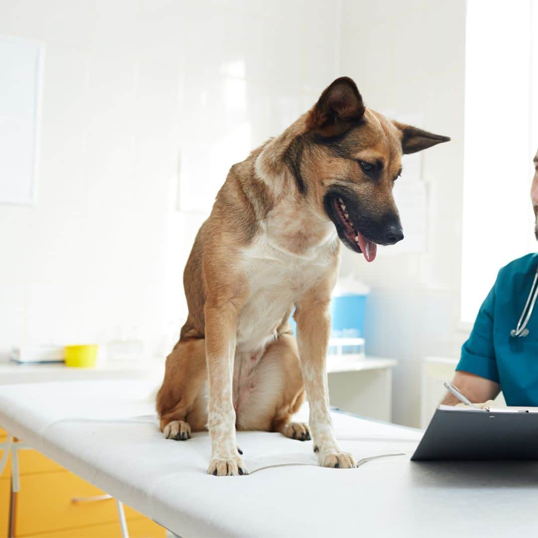 a dog sitting on a table
