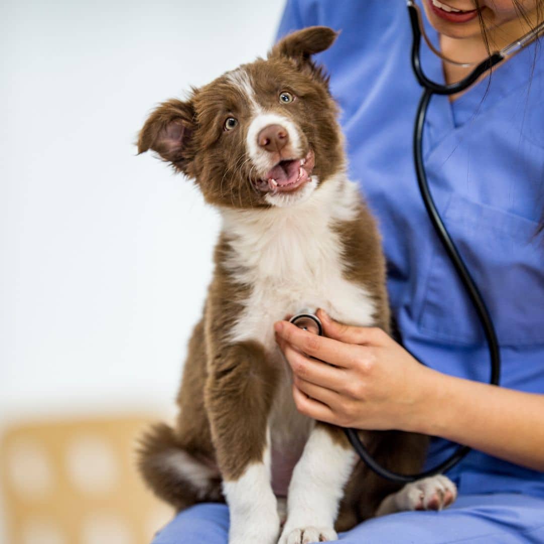 A woman in medical scrubs holds a dog