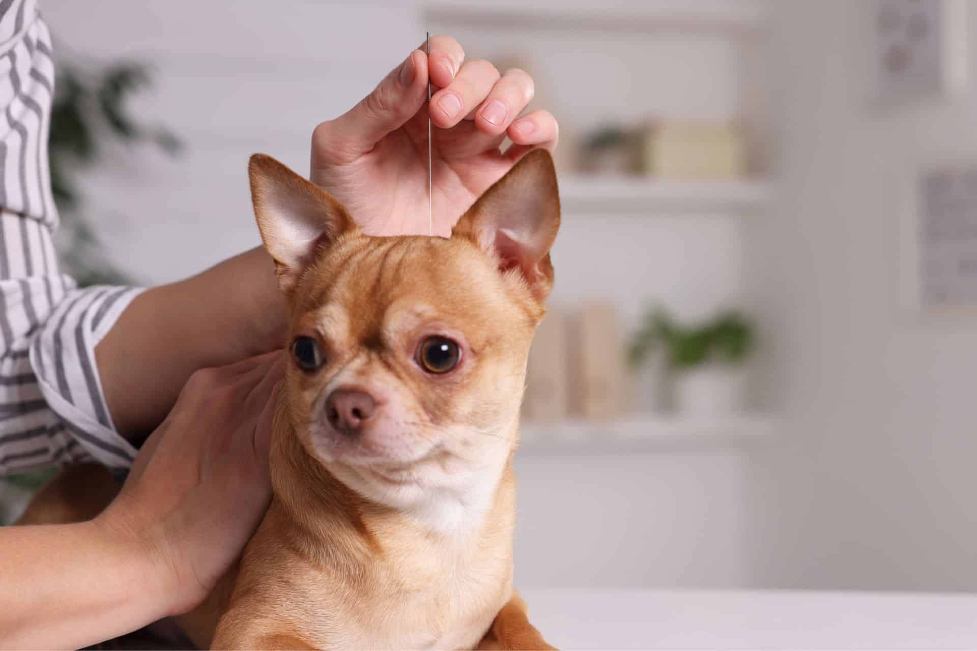 Vet holding acupuncture needle near dog's