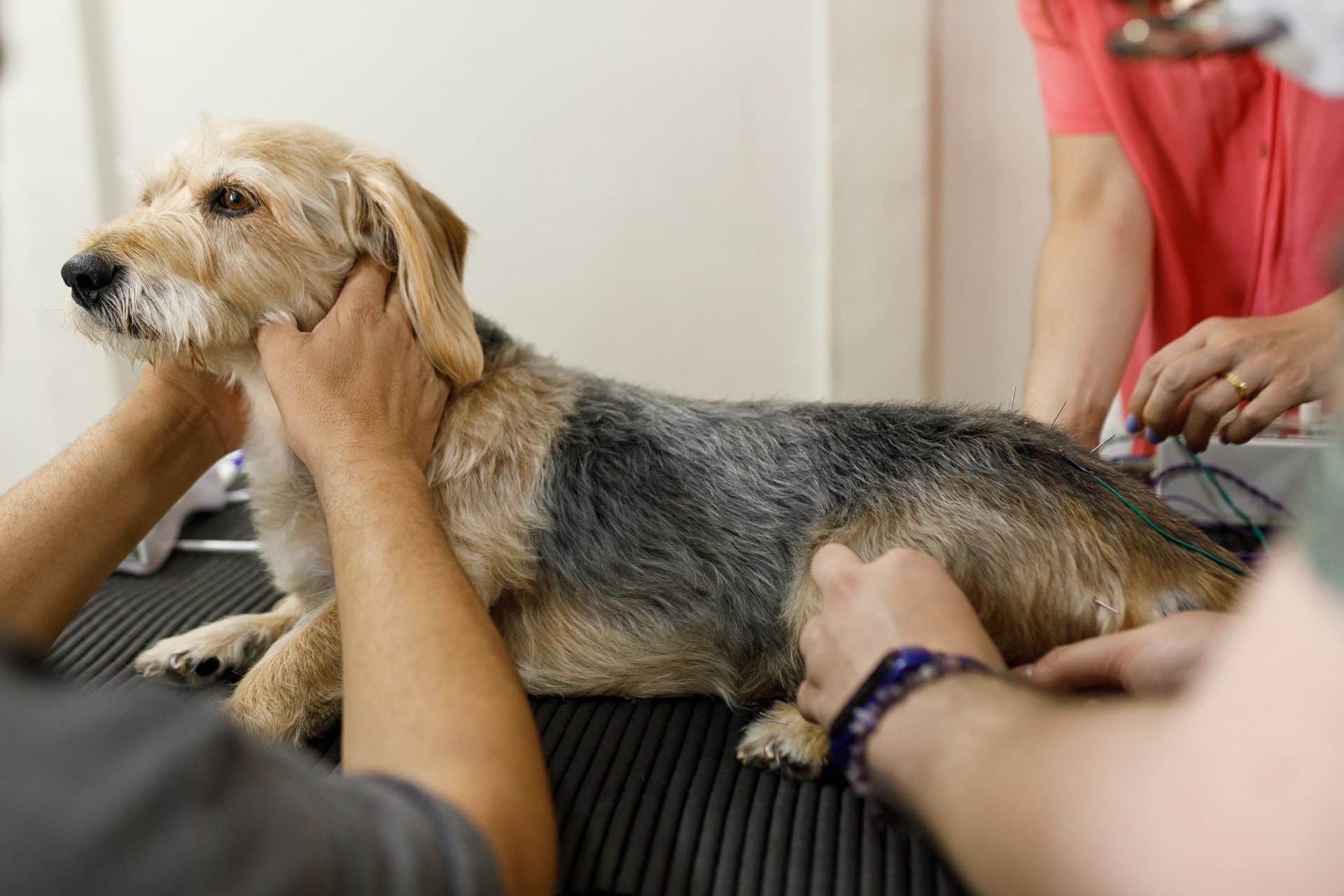 A dog receiving acupuncture treatment