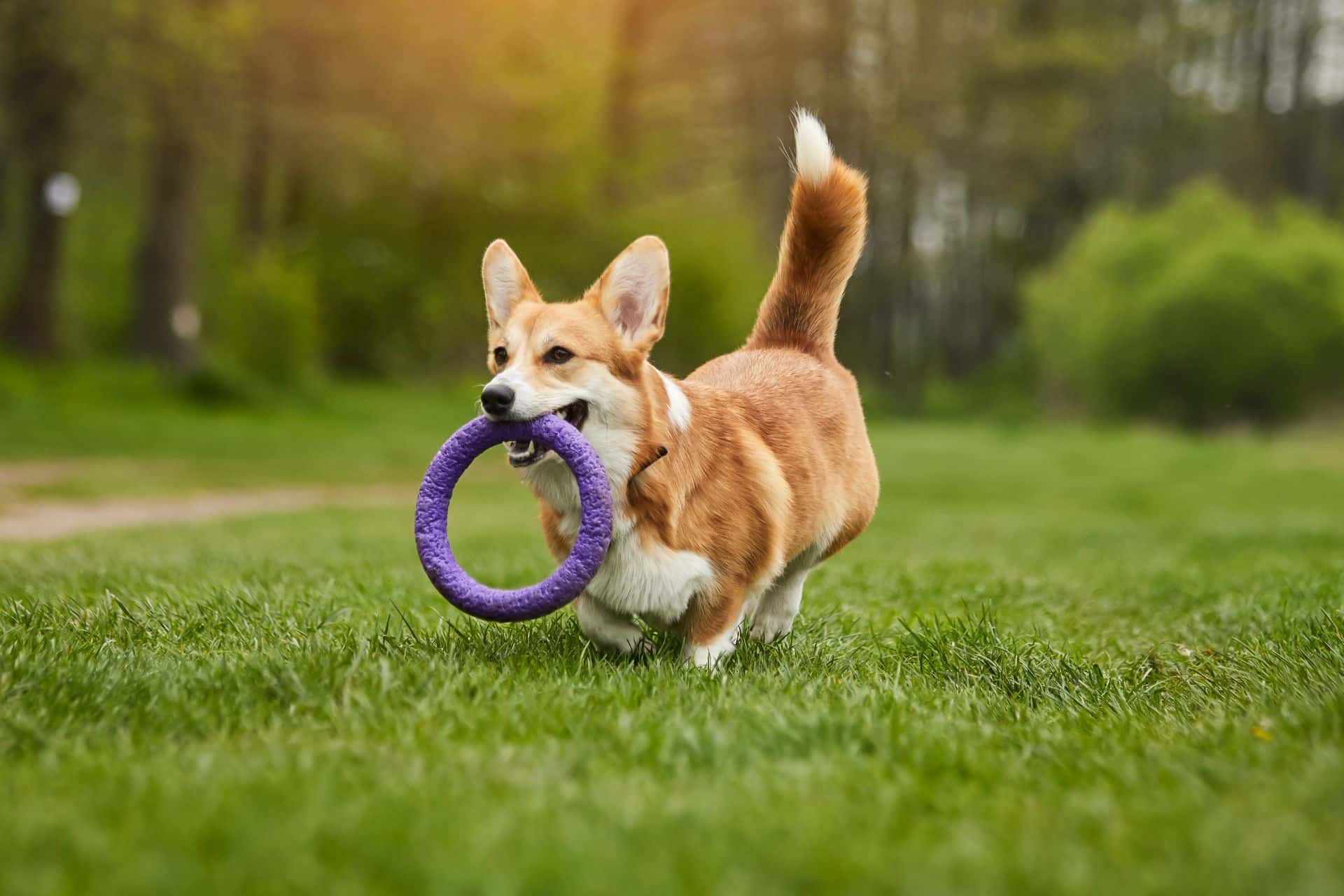 A corgi dog running with a purple toy in its mouth