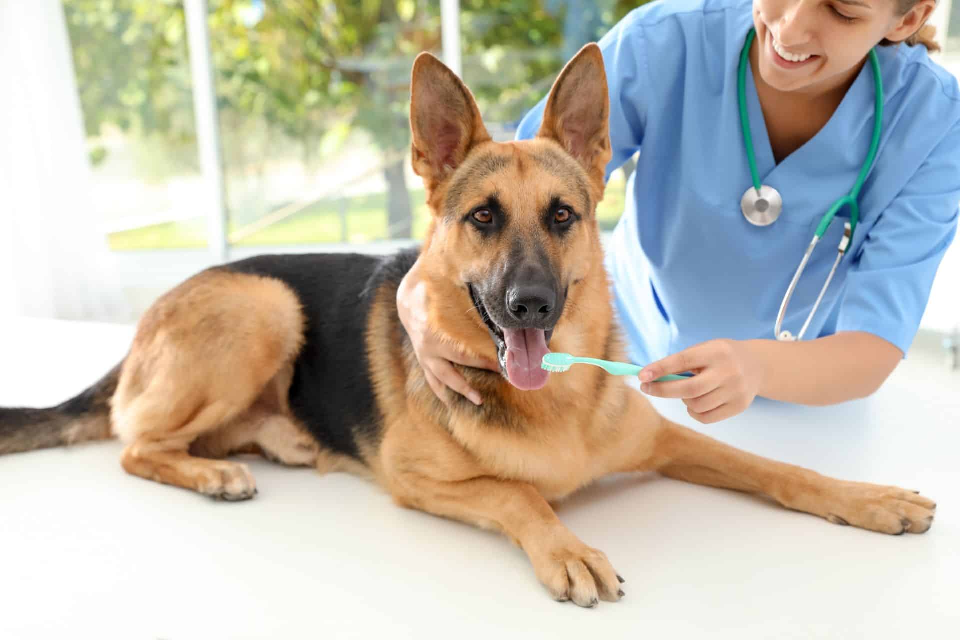 A vet brushing the teeth of a dog