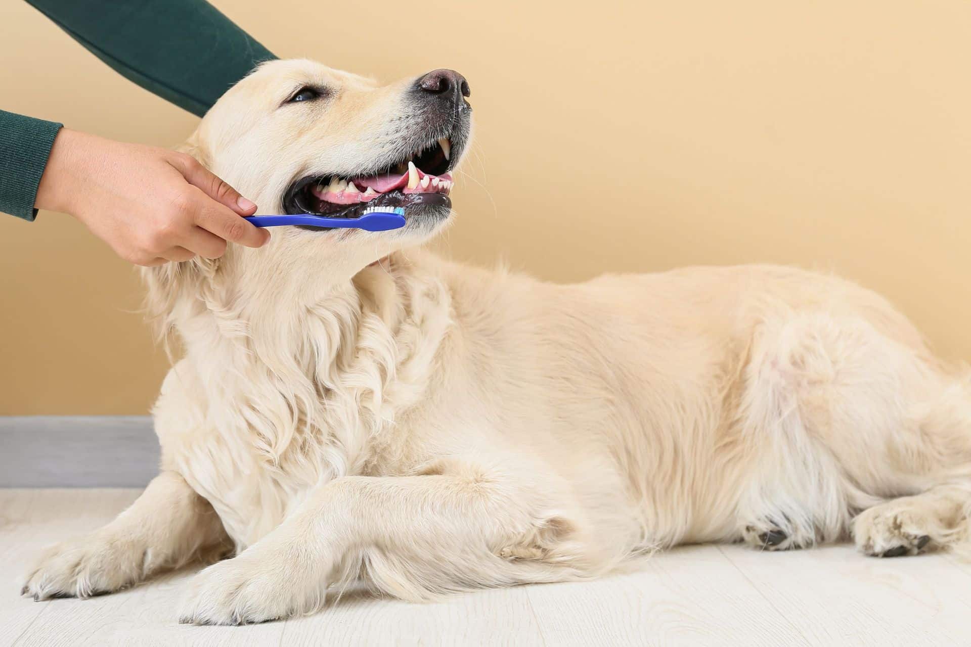 A person is brushing a dog's teeth