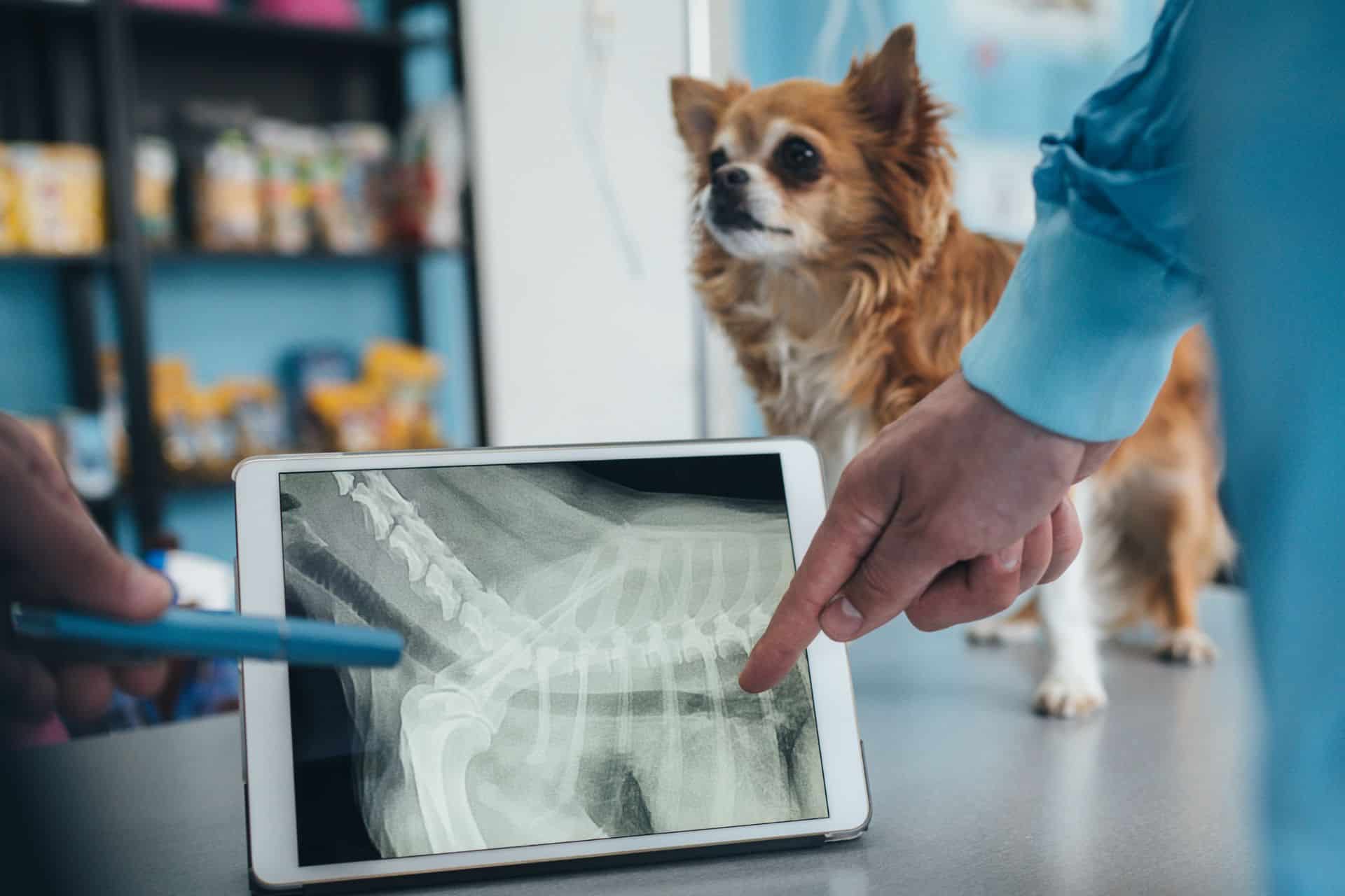 A veterinarian examines X-ray of a dog
