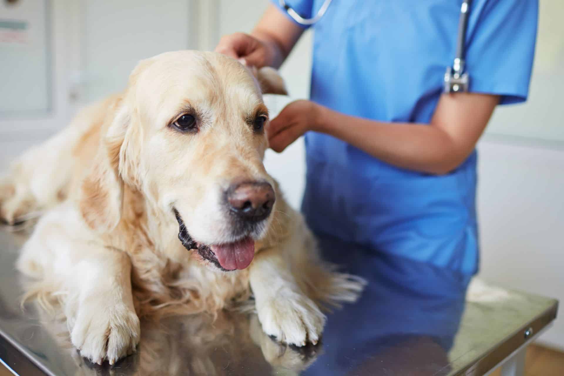 A veterinarian examines a dog