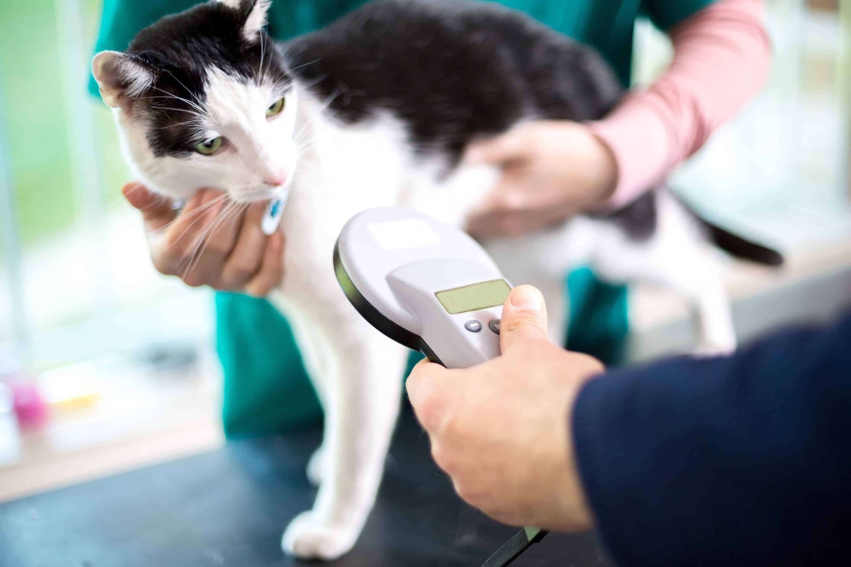 Female vet scanning the cat for the microchip