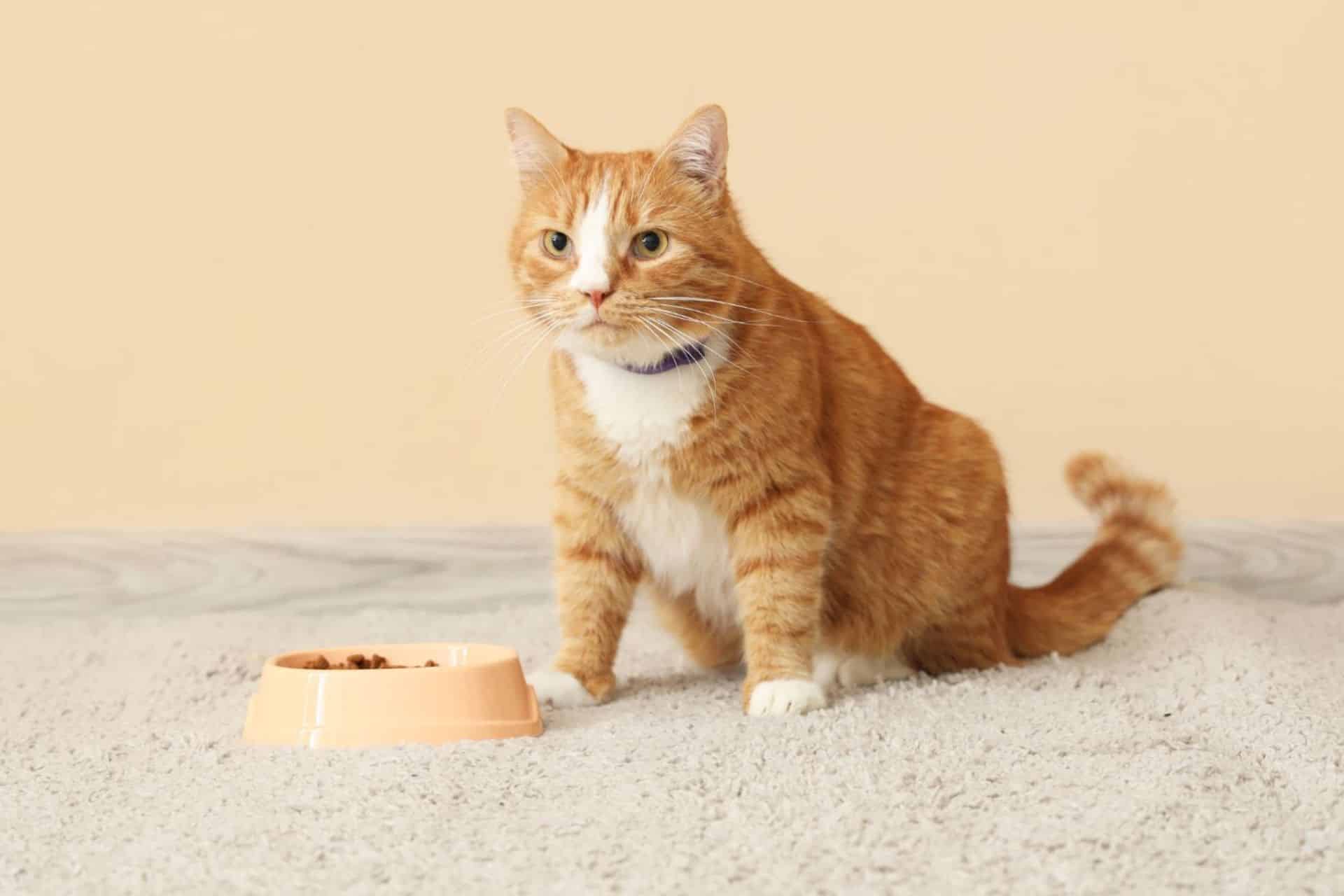 An orange cat sits on the floor beside a bowl