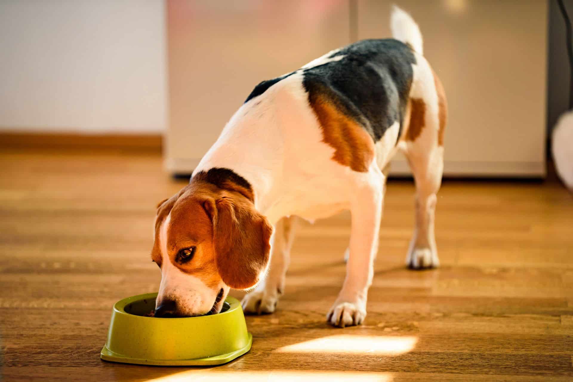A dog feeding from a bowl