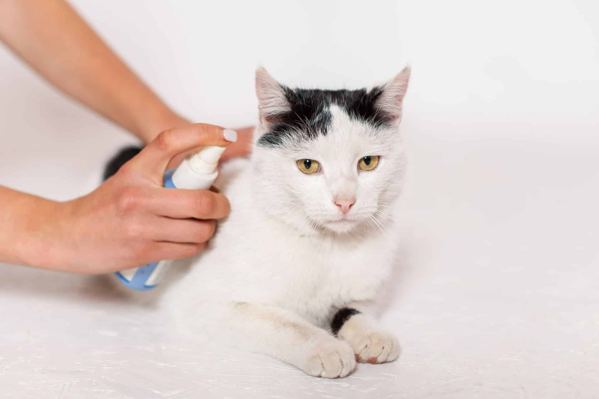 A person is using a spray bottle to clean a cat