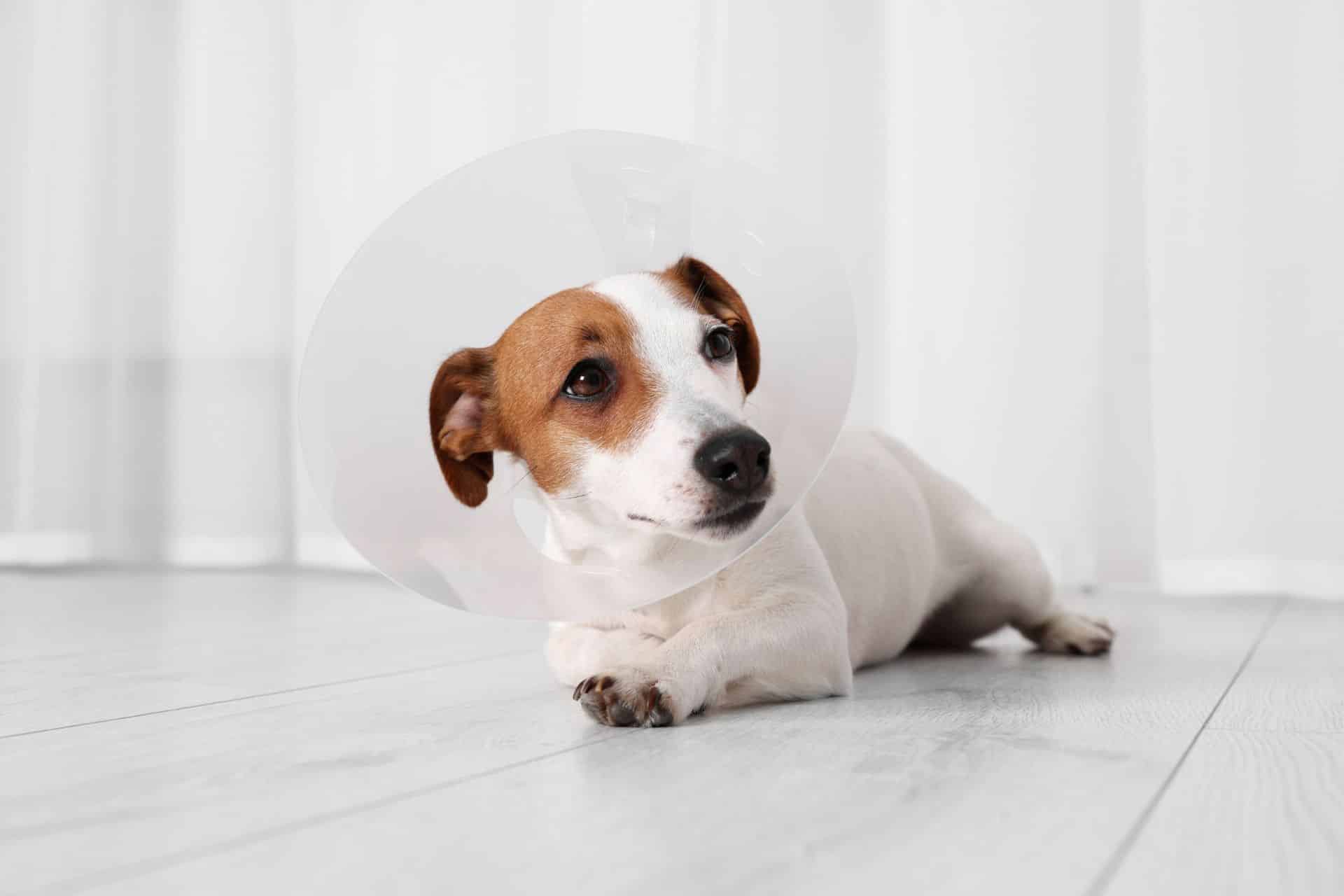 A dog with a protective cone