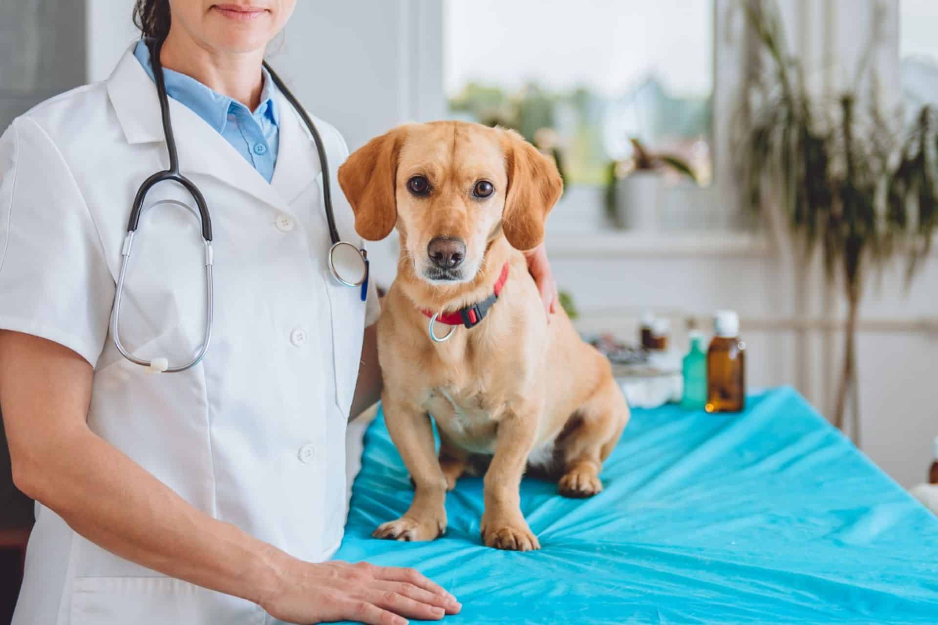 A woman in a white coat holds a small dog