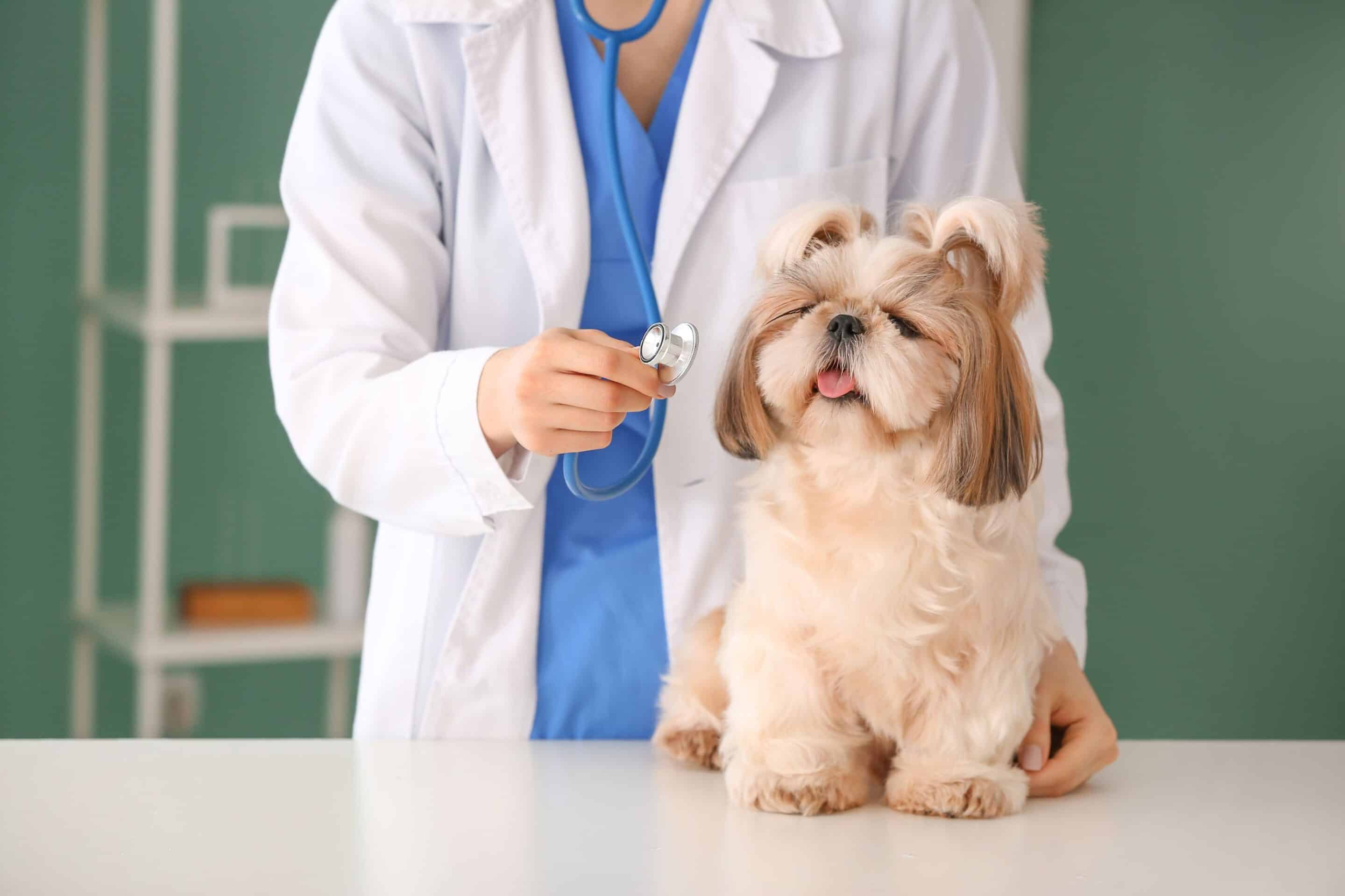 A woman in a lab coat examines a dog