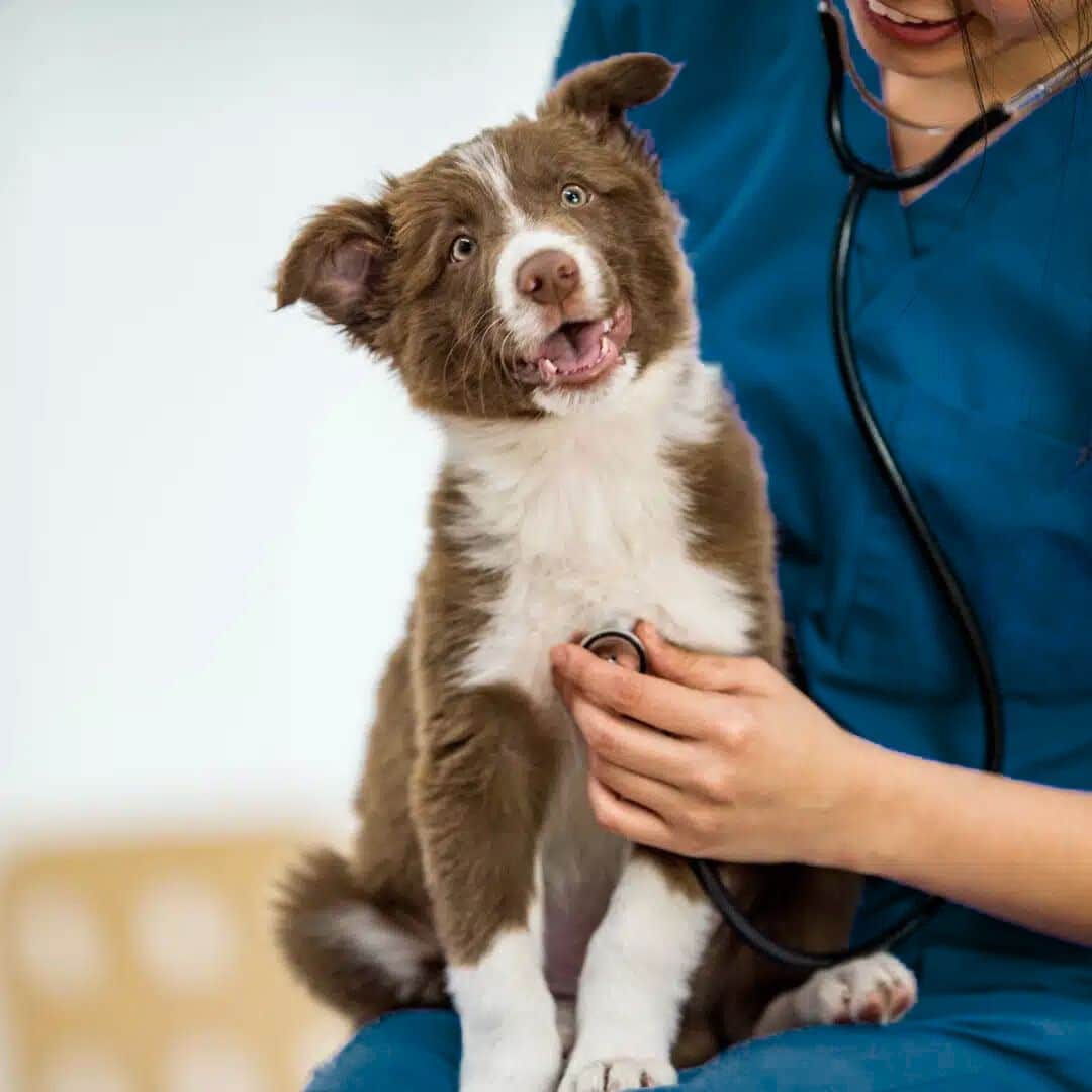 A woman in medical scrubs holds a dog