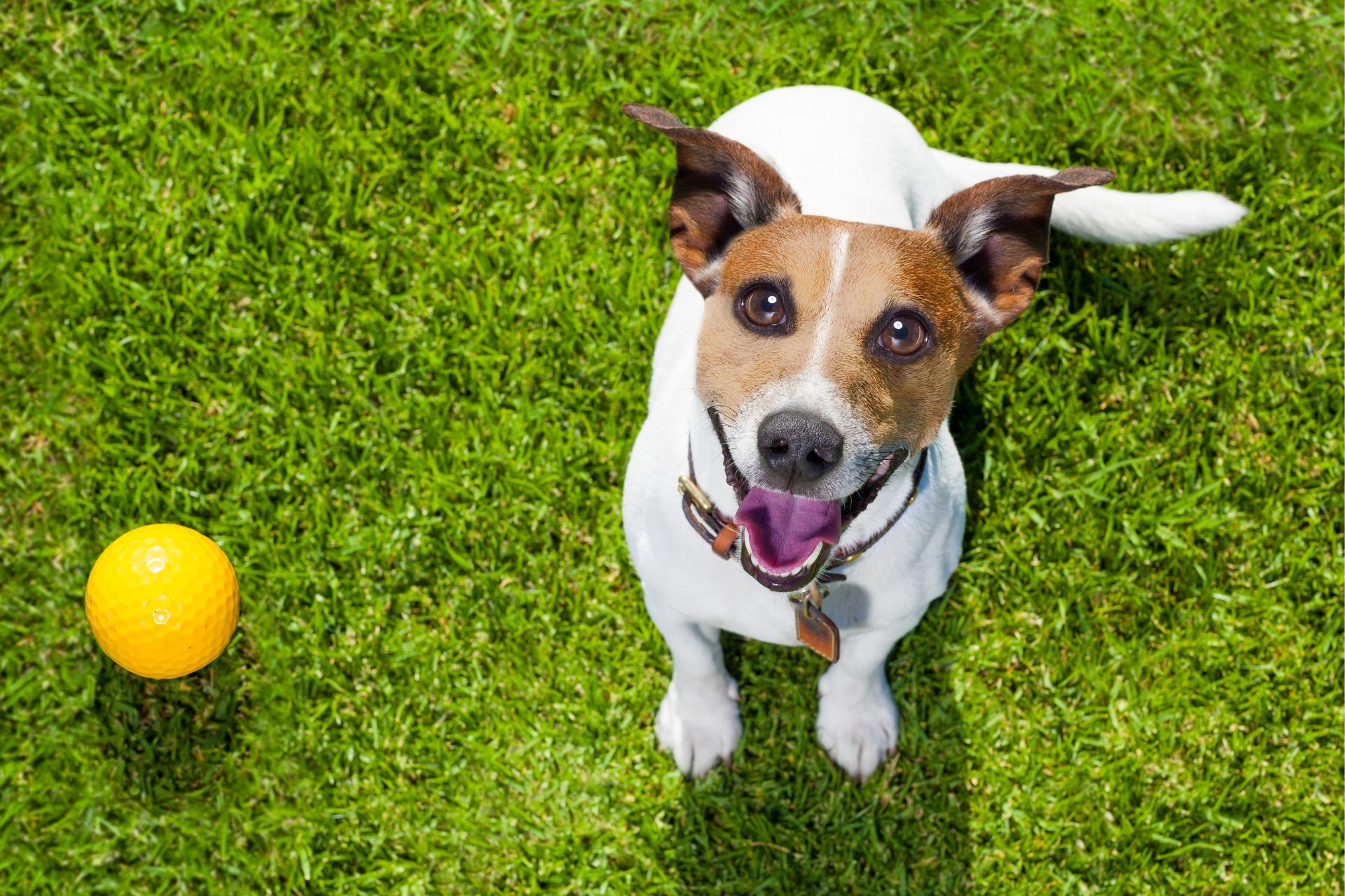 Dog playing with toy