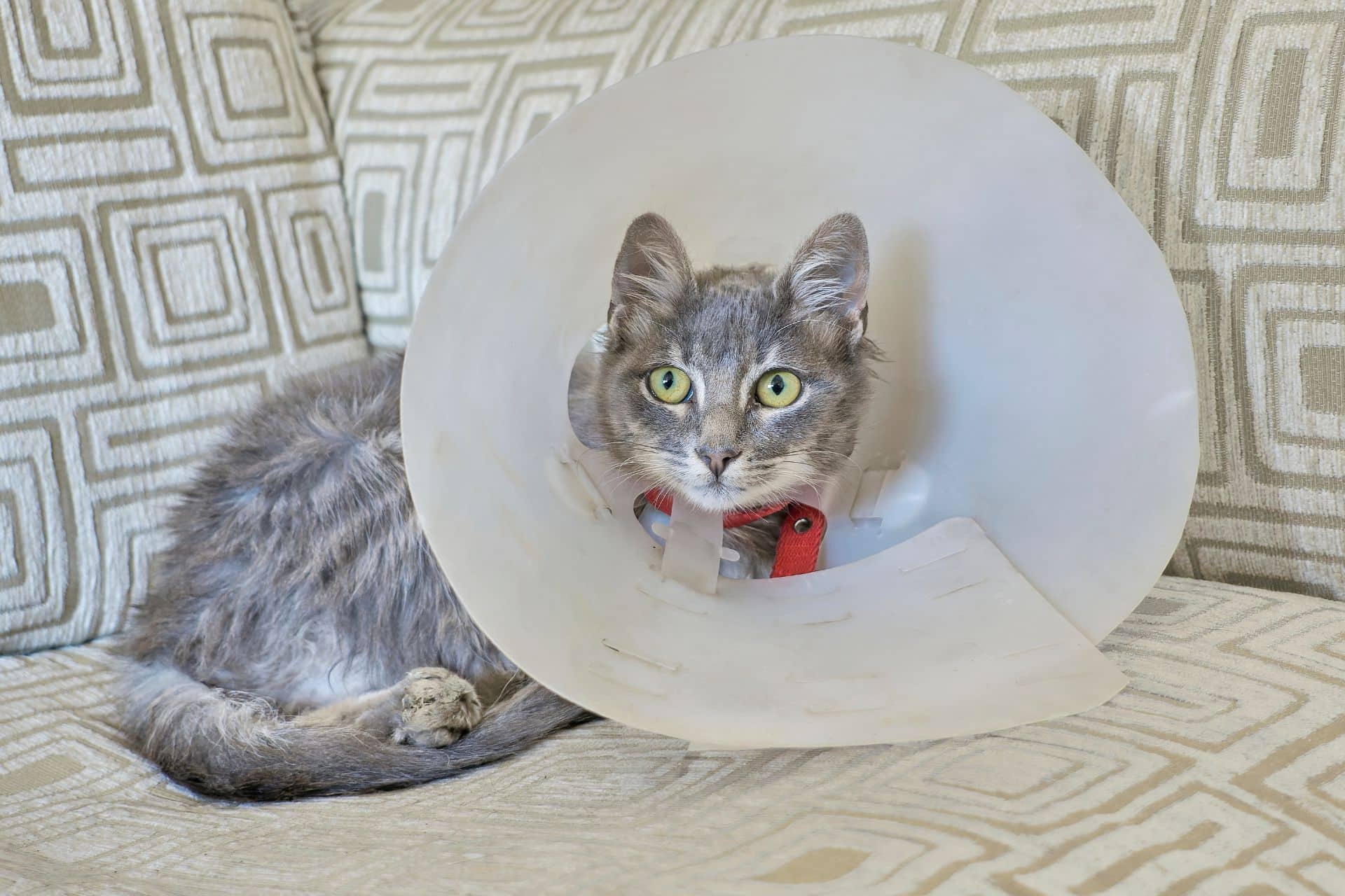 A cat wearing a protective cone