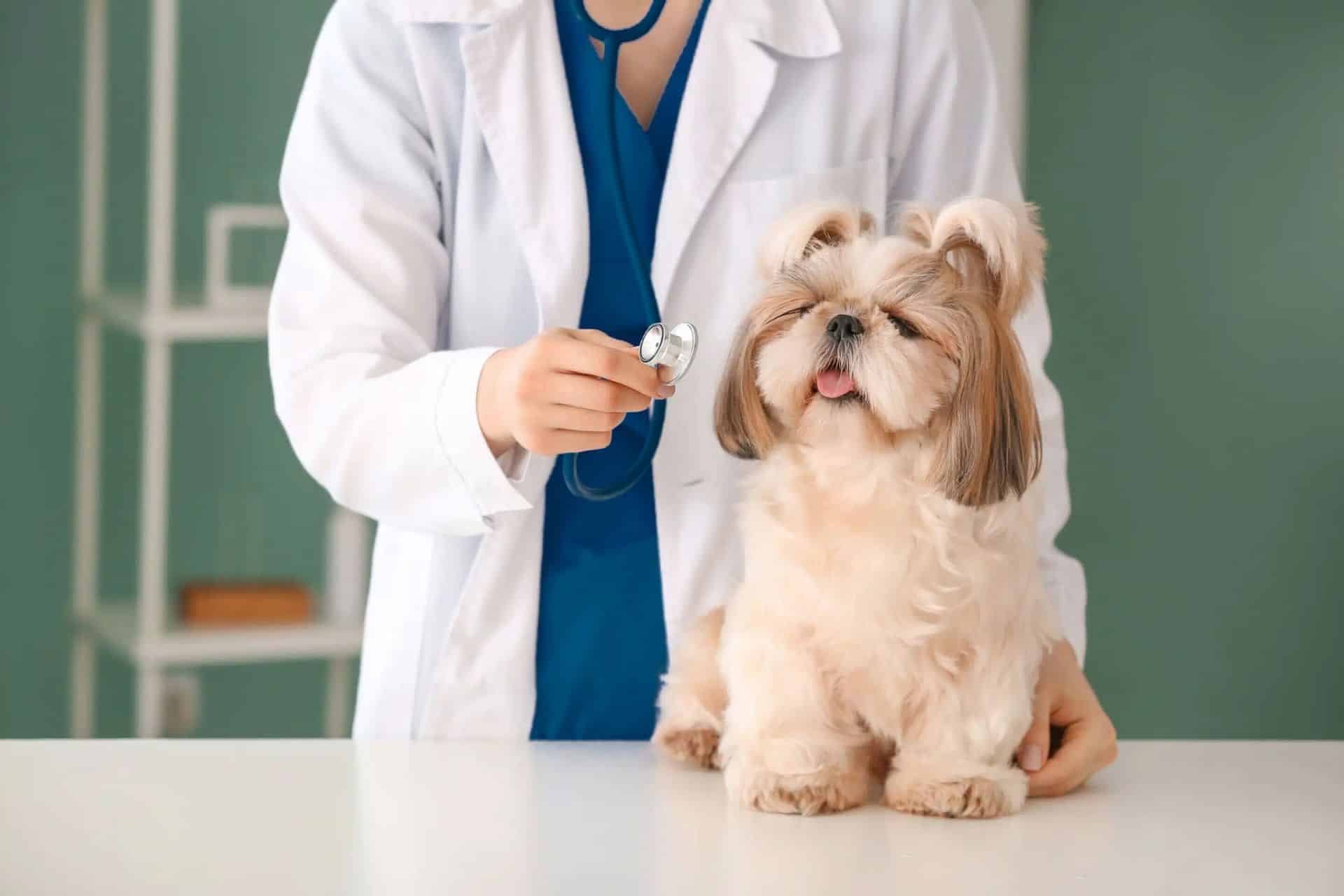 A woman in a white coat examines a dog